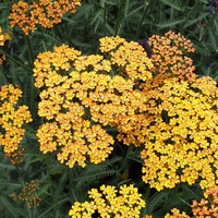 Achillea 'Terracotta'